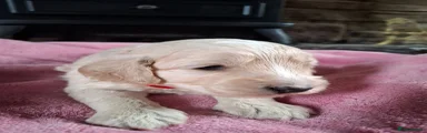 Cockapoo 2