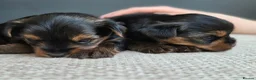 Yorkshire Terrier dogs for sale: BeautifulYorkshireTerrier Puppies-Raised with Care - Advert 9