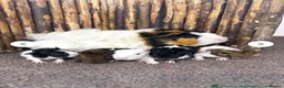 Guinea Pig rodents for sale: Baby guinea pigs! - Advert 2