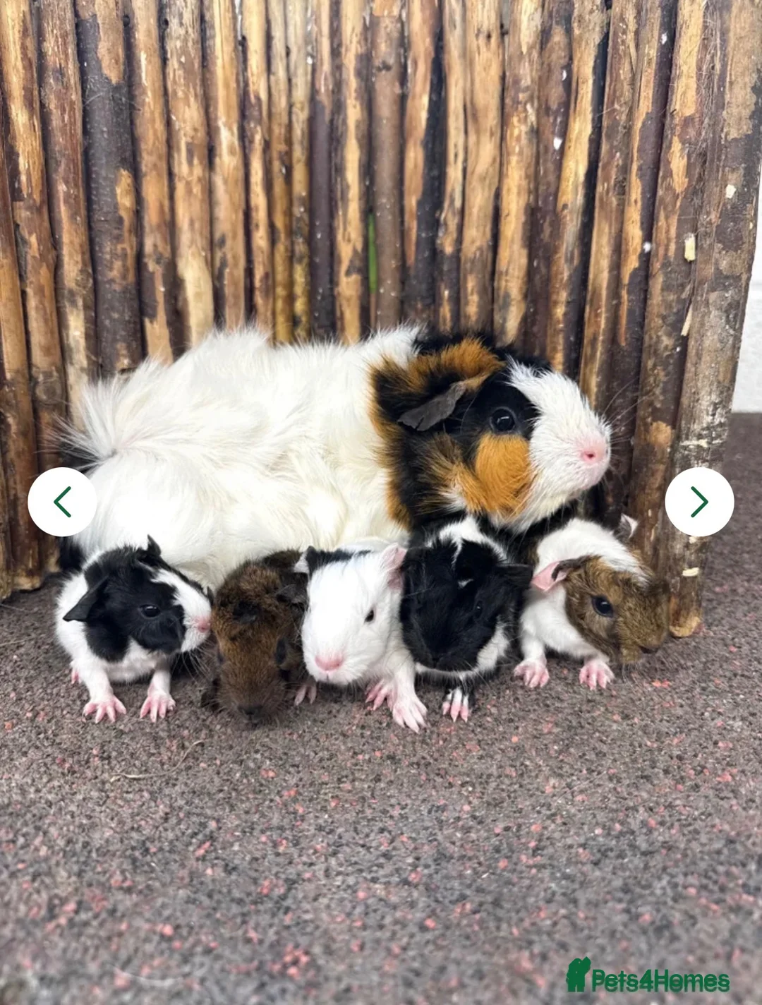 Guinea Pig rodents for sale: Baby guinea pigs! - Advert 2