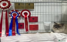 Ragdoll cats for sale:  GCCF Ragdoll kittens. Grand Champion lines - Image 4