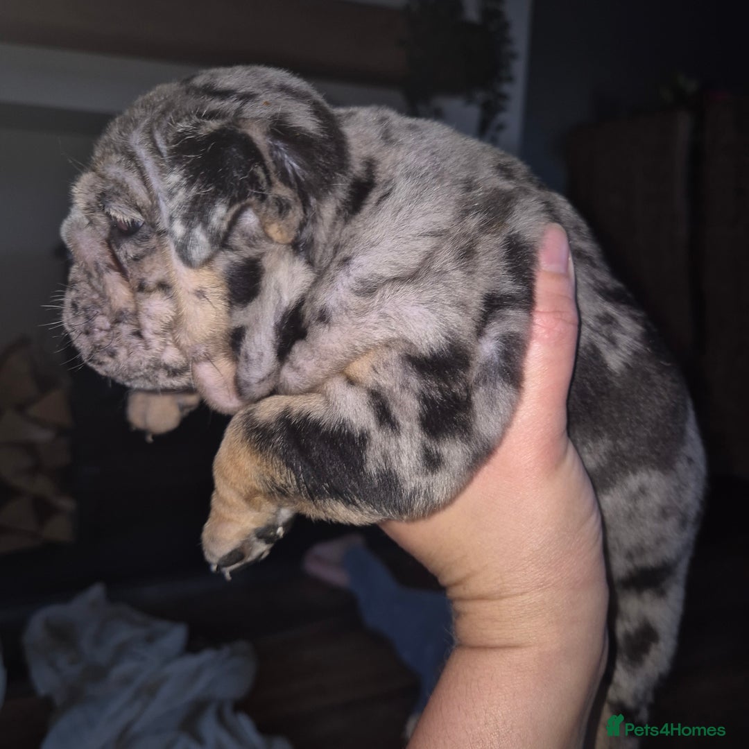 English Bulldog dogs for sale: Lovely little of English Bulldogs - Image 12