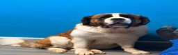 Saint Bernard dogs for sale: Kc registered Saint Bernard pups  - Advert 1