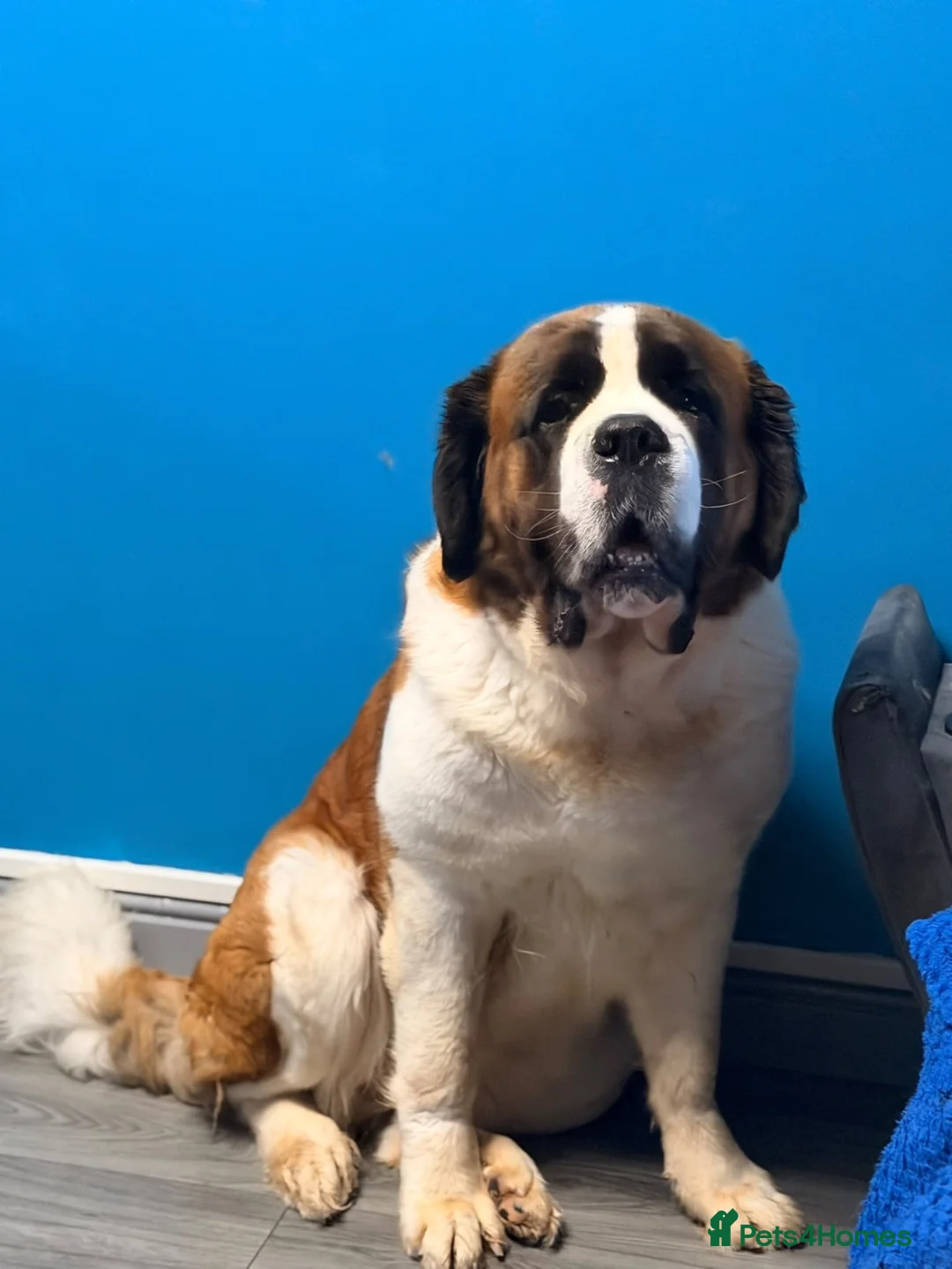 Saint Bernard dogs for sale: Kc registered Saint Bernard pups  - Advert 1