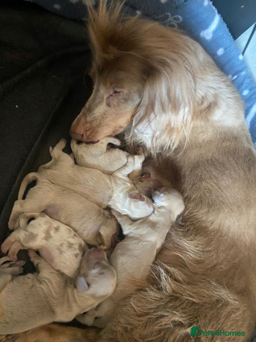 Dachshund dogs for sale: Long hair standard dachshund 💖💖 - Image 4