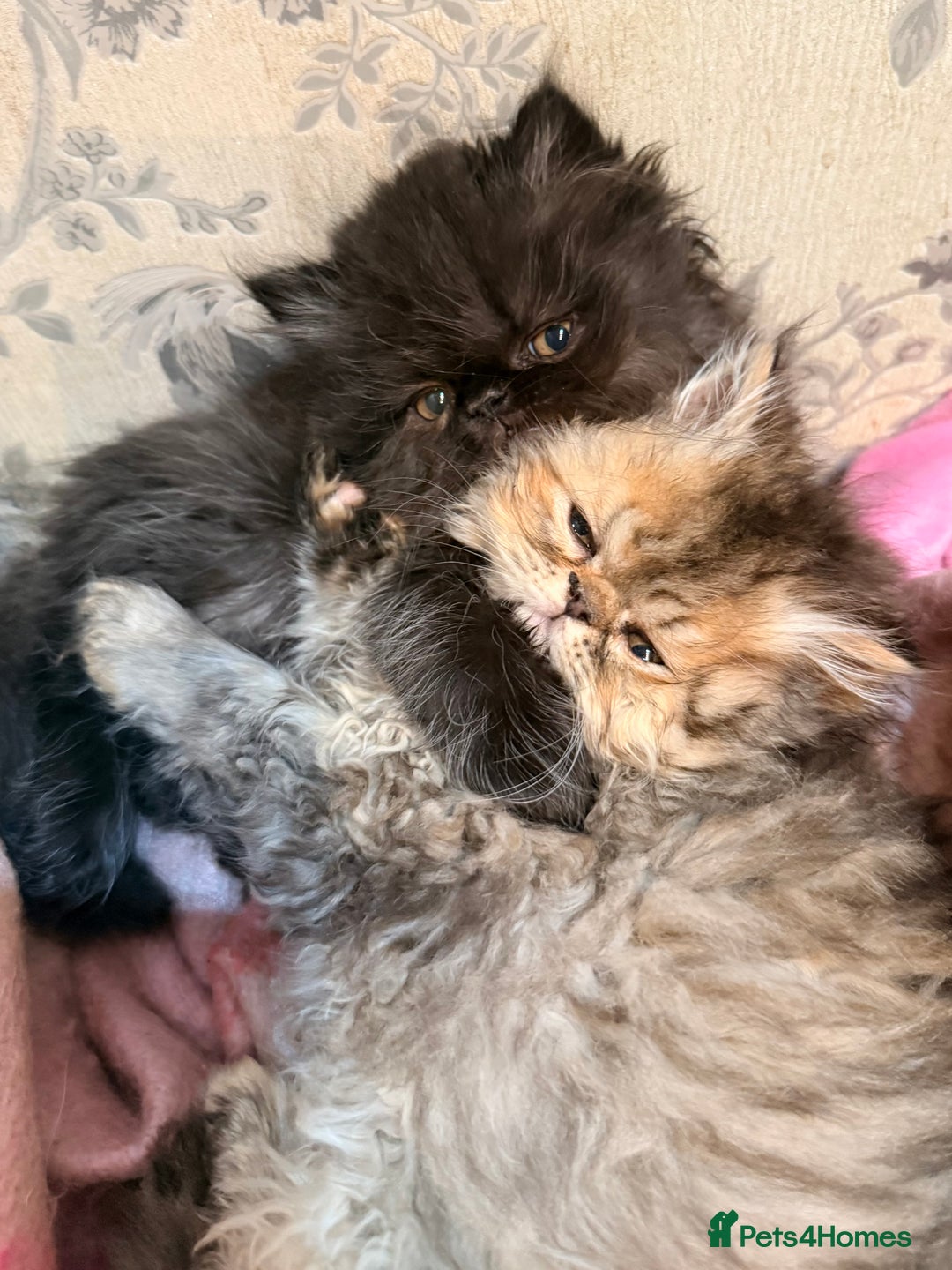 Persian cats for sale: Stunning GCCF reg Persians – Born Halloween 2025  - Advert 8