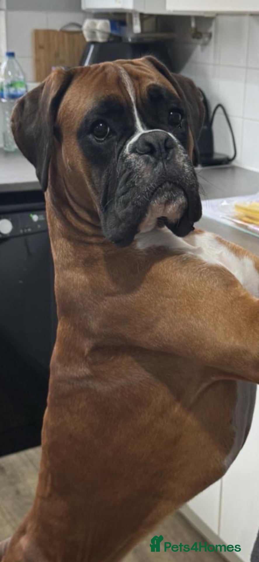 Boxer dogs PROVEN STUD - GRANDSON OF ‘LOVELYCHUNKYMONKEY’  - Advert 11