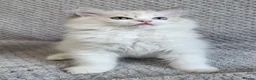 Ragdoll cats for sale: Registration Ragdoll kittens  - Advert 6