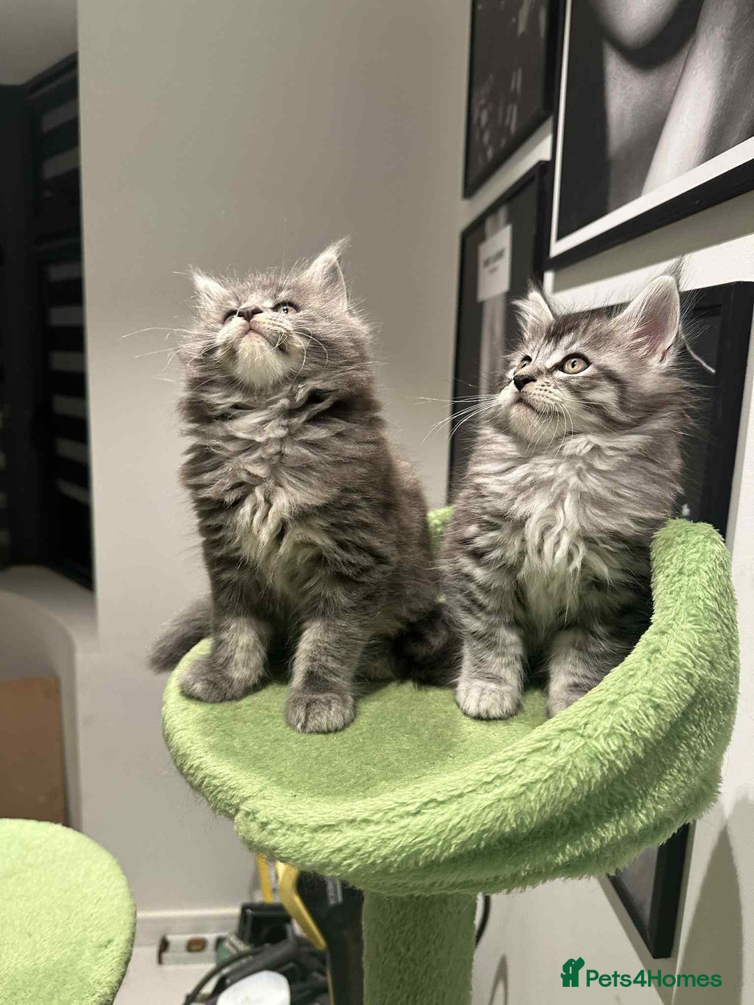 Maine Coon cats for sale: Stunning Mainecoon Kittens - Image 25