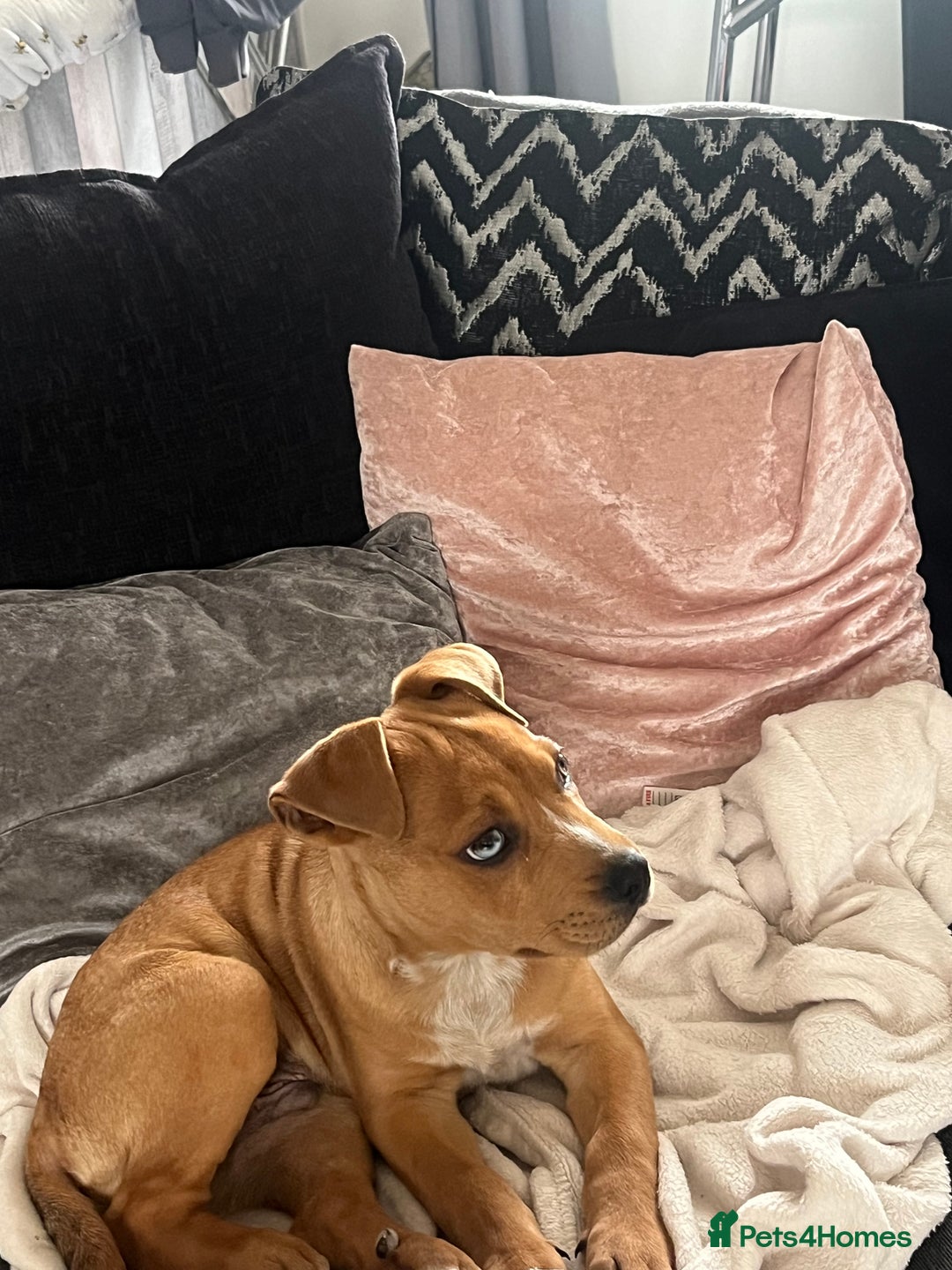 Mixed Breed dogs for sale: American bully x Rottweiler  - Image 3