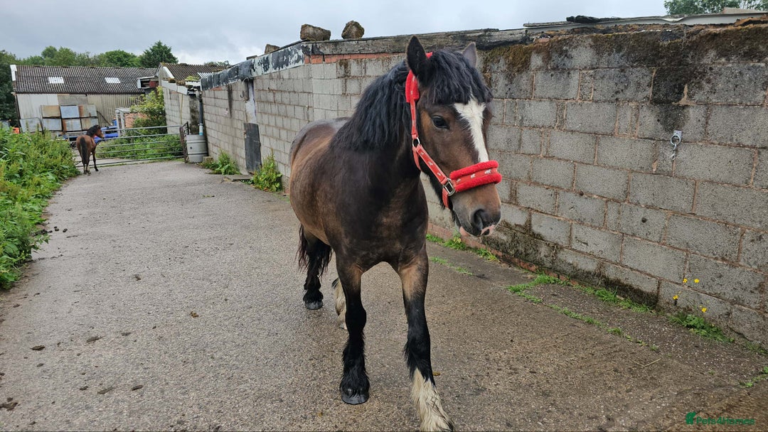Welsh Section D horses for sale: Apollo, 3 year old gelding - Advert 7