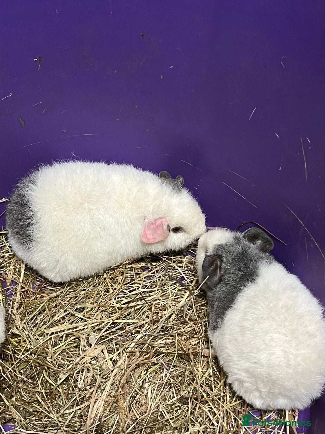 Guinea Pig rodents for sale: Last 3 Lovely Teddy Boars - READY  - Advert 5