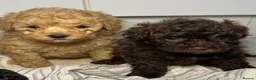 Toy Poodle dogs for sale: Tiny toy poodle puppies - Advert 2