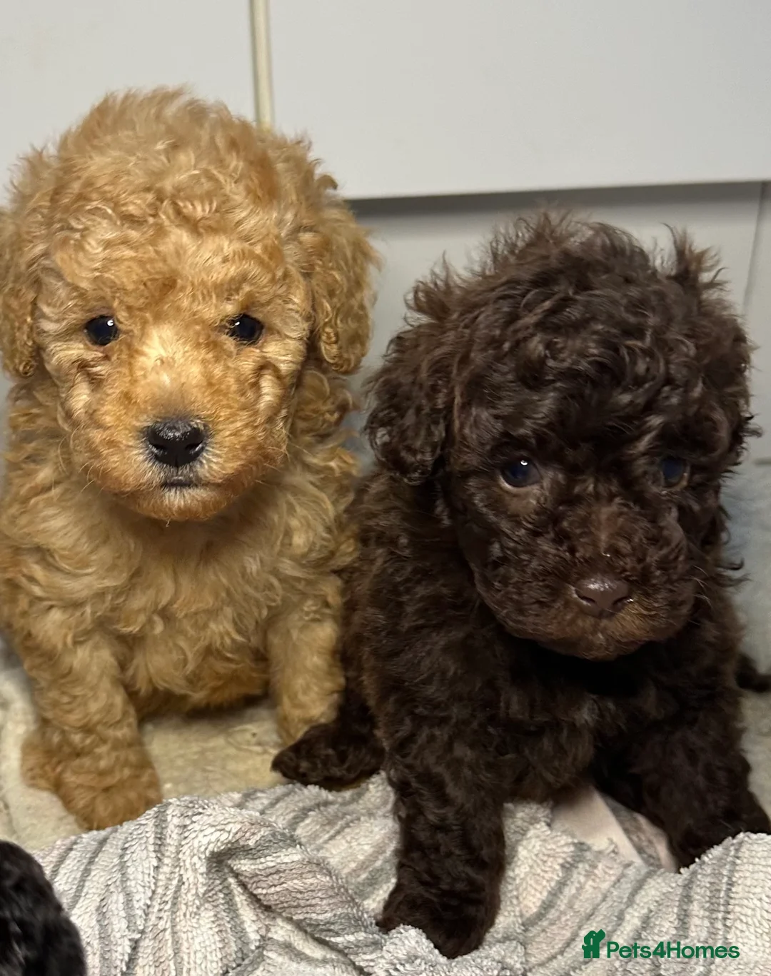 Toy Poodle dogs for sale: Tiny toy poodle puppies - Advert 2