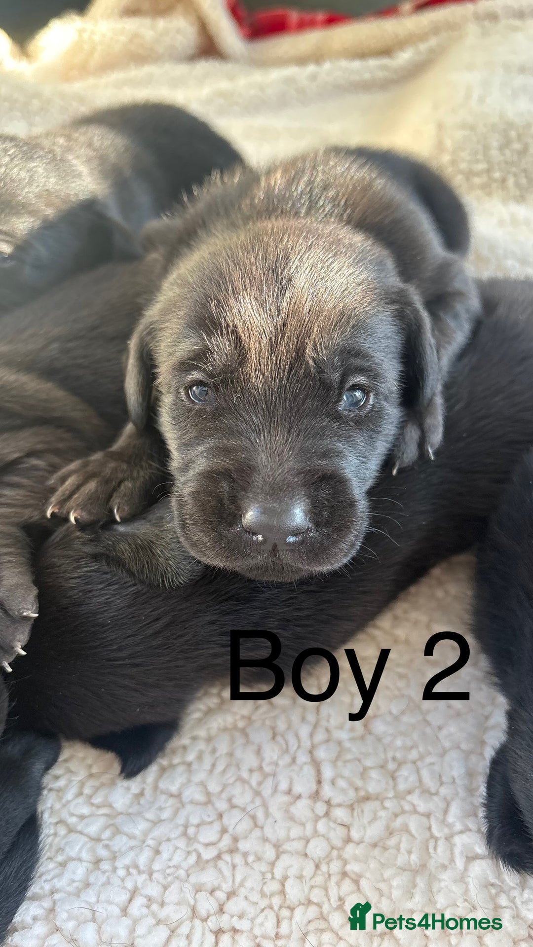 Labrador Retriever dogs for sale: KC registered Labrador pups - Advert 5