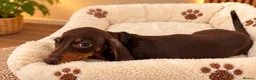 Miniature Dachshund dogs for sale: Miniature Dachshund Puppies  - Advert 14