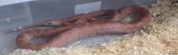 Corn Snake reptiles for sale: Corn snakes  - Advert 1