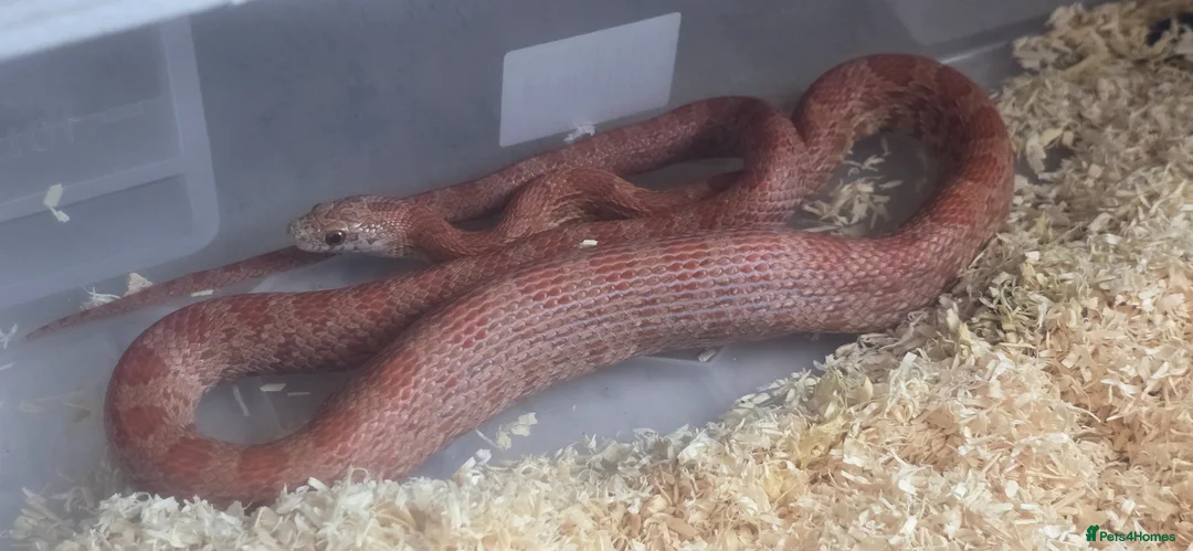Corn Snake reptiles for sale: Corn snakes  - Advert 1
