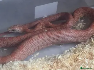 Corn Snake reptiles Corn snakes - Advert 8