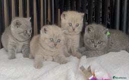 British Shorthair cats for sale: Absolutely beautiful BSH kittens  - Image 7