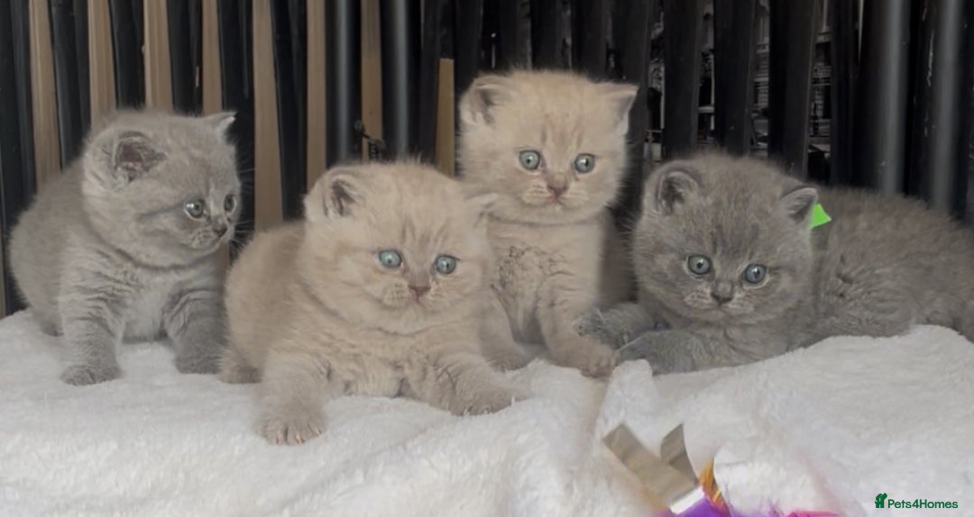 British Shorthair cats for sale: Absolutely beautiful BSH kittens  - Image 7