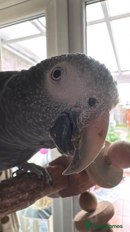 Parrots birds - Advert 1