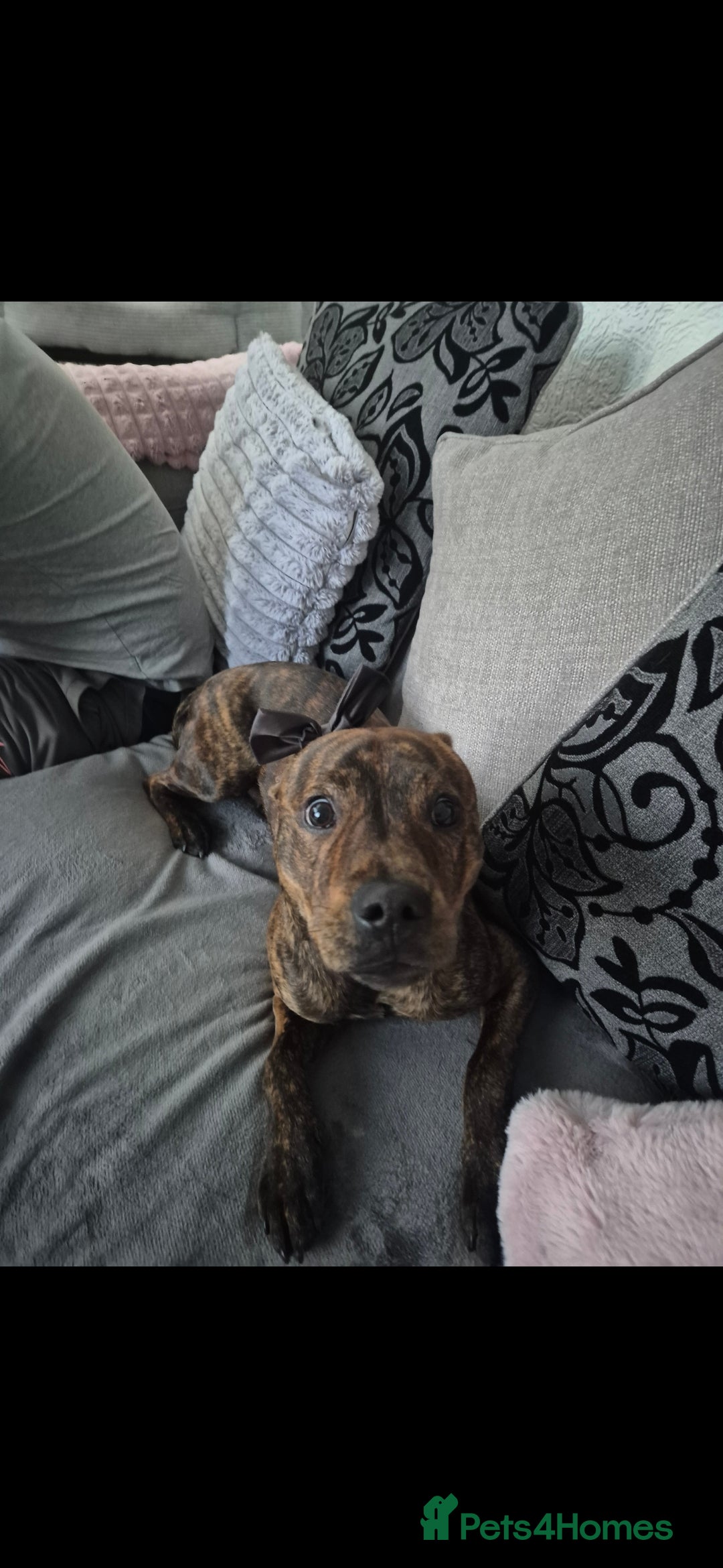 Staffordshire Bull Terrier dogs for sale: Staffy - Advert 4