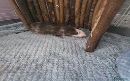 Guinea Pig rodents for sale: Male guinea pig - Image 4