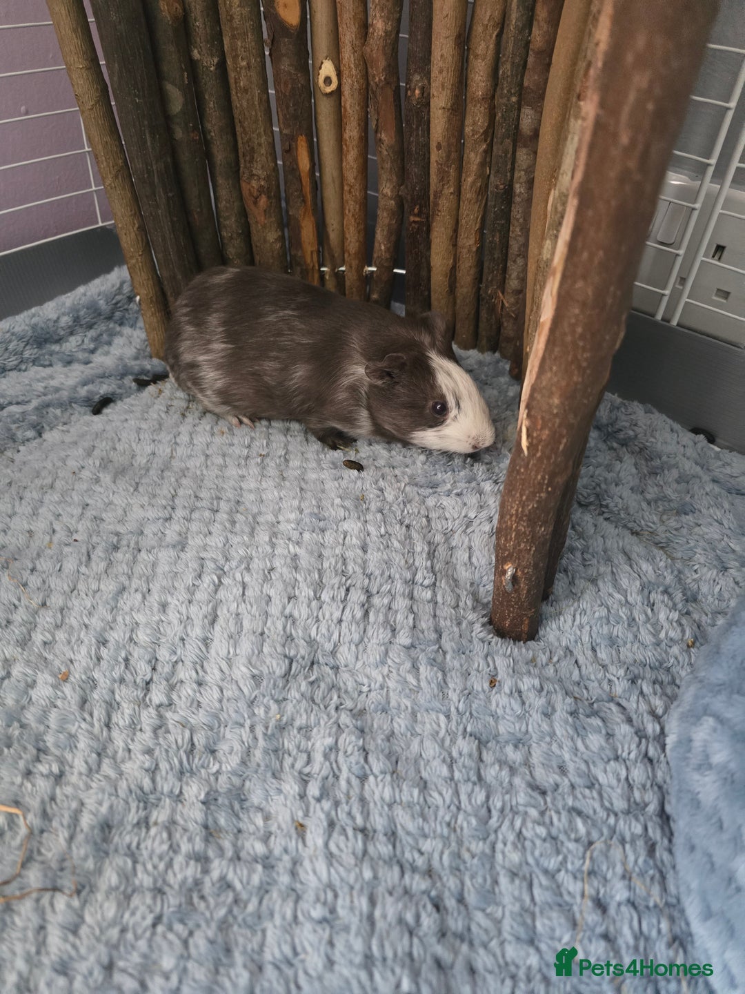 Guinea Pig rodents for sale: Male guinea pig - Image 4