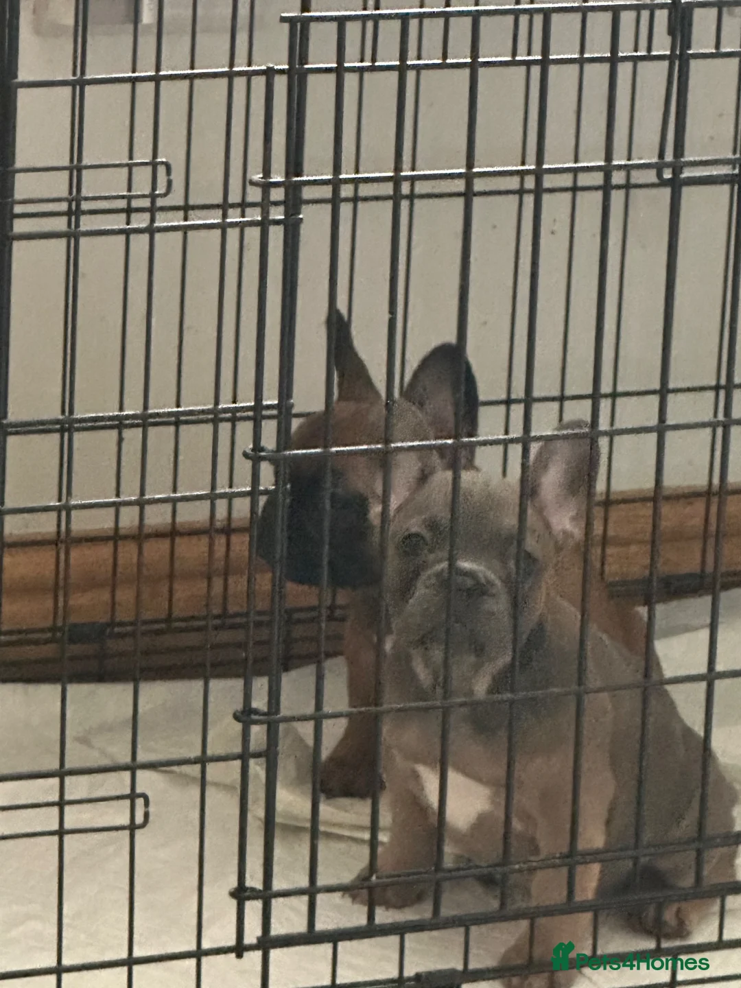 French Bulldog dogs for sale: Last 2 remaining puppies in Rhyl - Advert 2