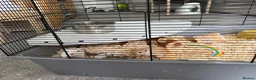Gerbil rodents for sale: 2 x Gerbils and Cage (free to good home) - Advert 12