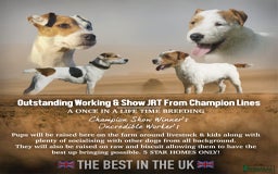 Jack Russell dogs for sale: 🔥 Proper Traditional JRT 🔥 From Champion Lines - Image 10
