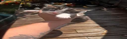 Norwegian Forest Cat cats for sale: Norwegian forest cats  - Advert 15