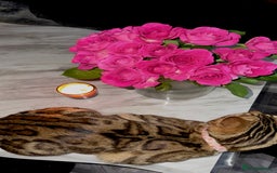 Bengal cats for sale: cute bengal boy - Advert 3