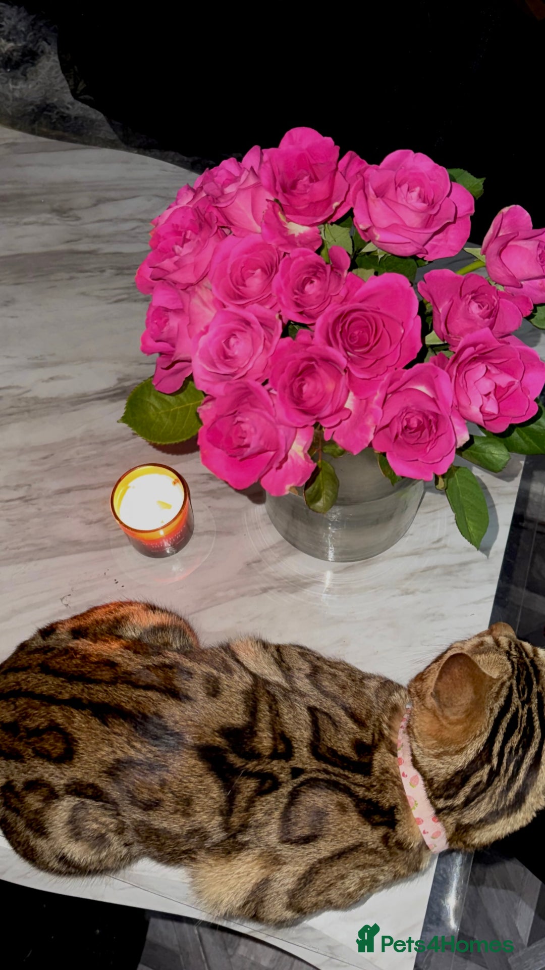 Bengal cats for sale: cute bengal boy - Advert 3