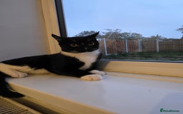 Mixed Breed cats for sale: Milo Needs a new home asap £25 - Image 3