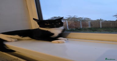 Mixed Breed cats - Advert 6