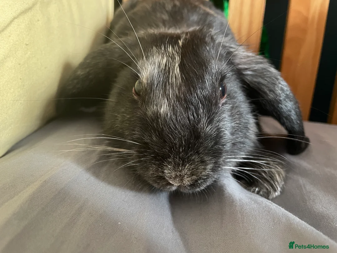 Mixed Breed rabbits for sale: Kevin the sweetest boy😢 - Advert 4