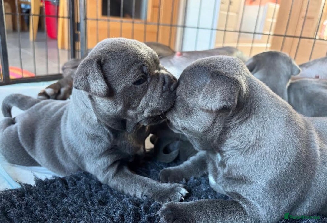 Staffordshire Bull Terrier dogs for sale: KC blue Staffordshire bull terrier puppies  - Advert 4