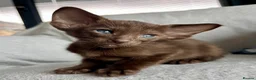 Oriental cats for sale: Exceptional show quality Orientals and Siamese  - Advert 35
