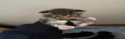 Mixed Breed cats for sale: Mix breed kittens - Advert 5