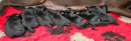 Labrador Retriever dogs for sale: 7 STUNNING BLACK KC REGISTERED LABRADORS - Advert 16