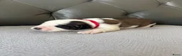 Mixed Breed dogs for sale: 🐾 Beautiful Cane Corso × St Bernard Puppies 🐾 - Advert 13