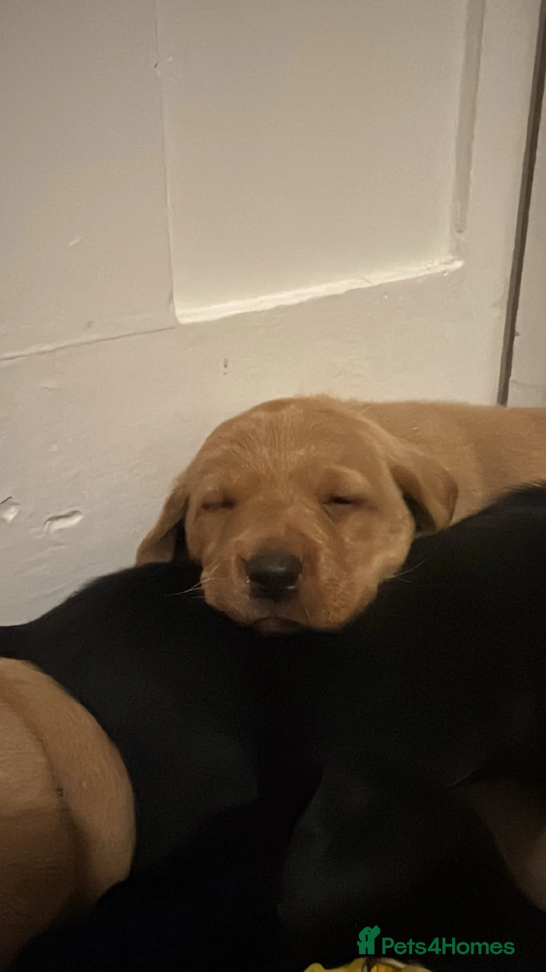 Labrador Retriever dogs for sale: Beautiful KC registered Lab boys  - Advert 14