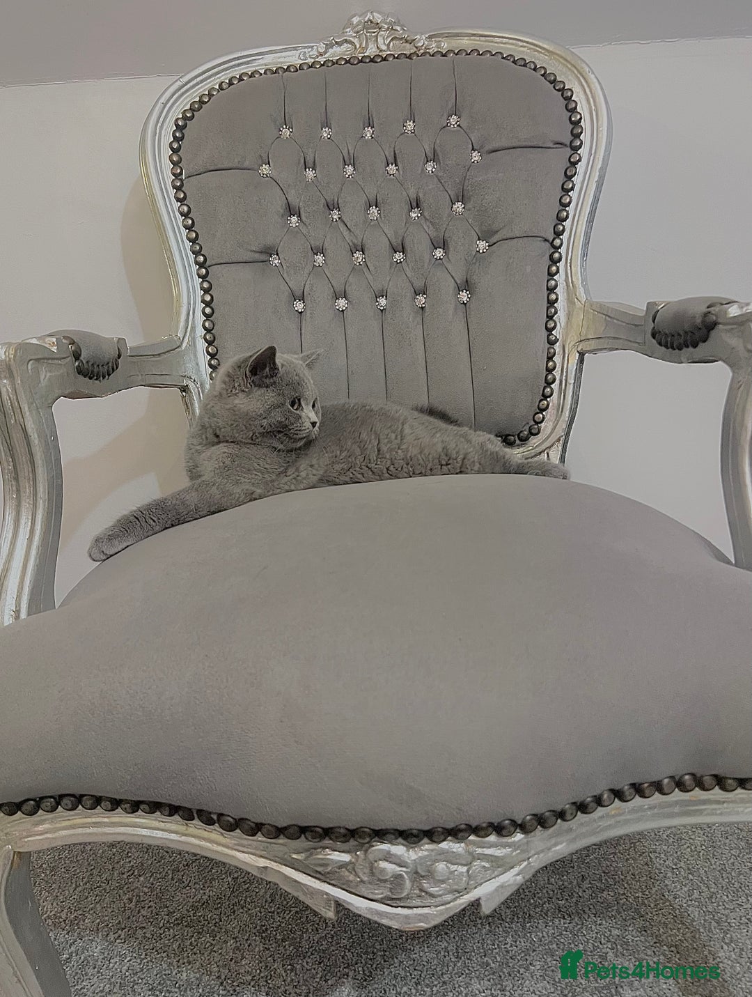 British Shorthair cats for sale: British blue shorthaired male & female kitten - Image 15