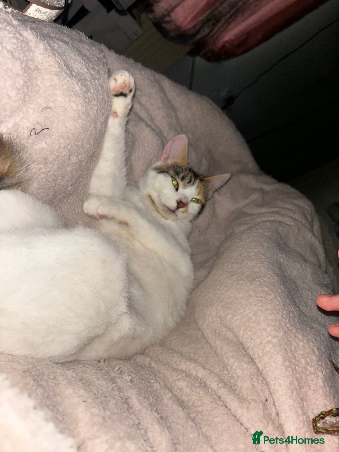 British Longhair cats for sale: Lulu female 2 years old  - Image 6