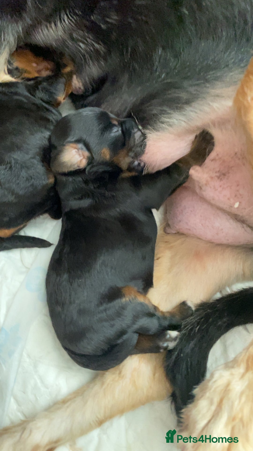 Cockapoo dogs for sale: F1b cockapoo video call viewings available  - Advert 7