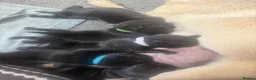 Pug dogs for sale: 5 gorgeous black pug puppies for sale  in Uxbridge - Advert 3