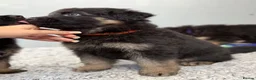 German Shepherd dogs for sale: Huge top quality 4th generation KC puppies - Advert 12