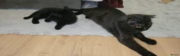 Scottish Fold cats for sale: Scottish straight - Advert 1